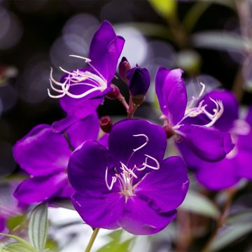 Tibouchina semidecandra - Lasiandra