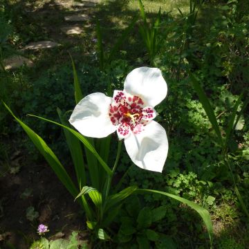 Tigridia pavonia Alba - Oeil de Paon 