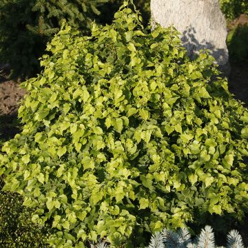 Tilleul des bois - JARDINERIE GLOMOT