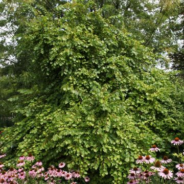 Définition  Tilleul à petites feuilles - Tilia cordata - Tilleul