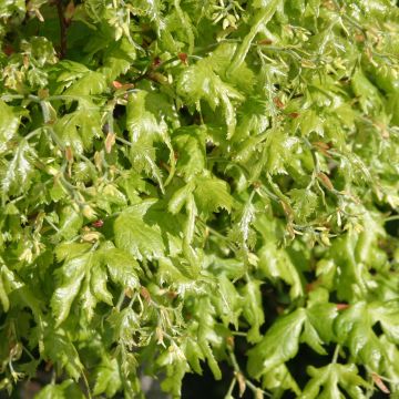 Tilleul à grandes feuilles - Tilia platyphyllos Laciniata