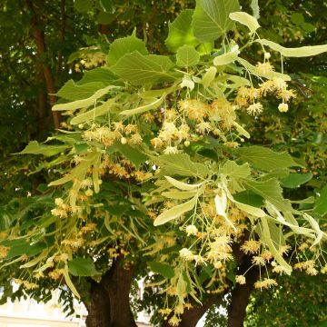 Tilia platyphyllos Rubra - Tilleul à grandes feuilles