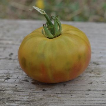 Tomate Absinthe Bio - Ferme de Sainte Marthe