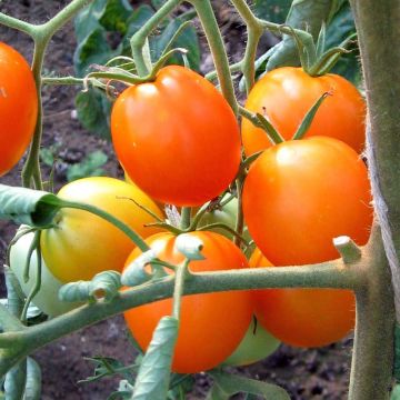 Tomate Auriga Bio - Ferme de Sainte Marthe