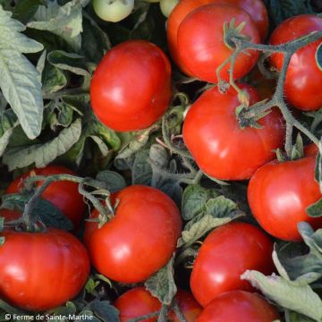 Tomate Betalux Bio - Ferme de Sainte Marthe