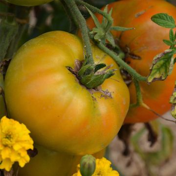 Tomate Big Rainbow Bio - Ferme de Sainte Marthe