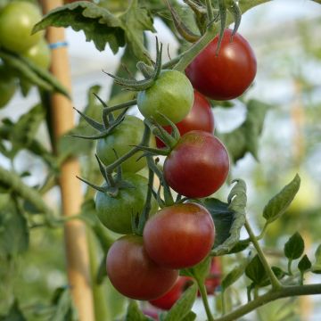 Tomate Black Cherry -  Tomate-cerise noire