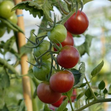 Tomate Black Cherry en plants