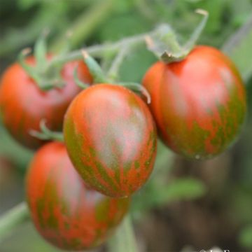 Tomate Black Zebra Cocktail Bio - Ferme de Sainte Marthe