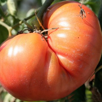 Tomate Brandywine Bio - Ferme de Sainte Marthe