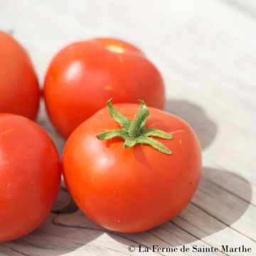 Tomate Buissonnante Bio - Ferme de Sainte Marthe