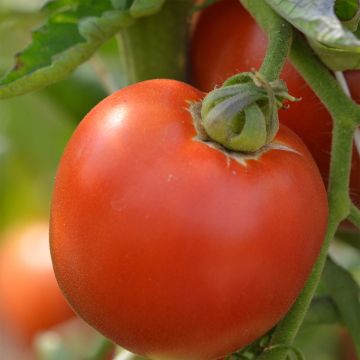 Tomate Burpee Delicious Bio - Ferme de Sainte Marthe