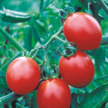 Tomate Cerisette Brin de Muguet Bio - Ferme de Sainte Marthe