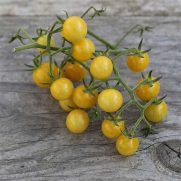 TOMATE CERISE TINY TIM, plante en ligne