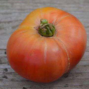 Tomate Cherokee Purple Bio - Ferme de Sainte Marthe