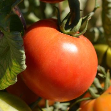 Tomate Cobra F1 en plants GREFFES - spéciale abris