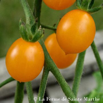 Tomate Cocktail Clémentine Bio - Ferme de Sainte Marthe