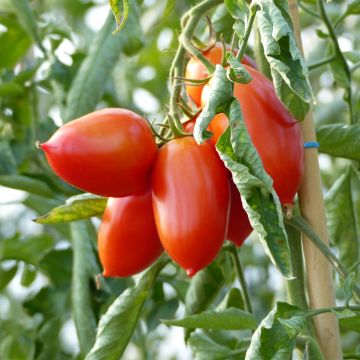 Tomate Colibri F1 en plants GREFFES
