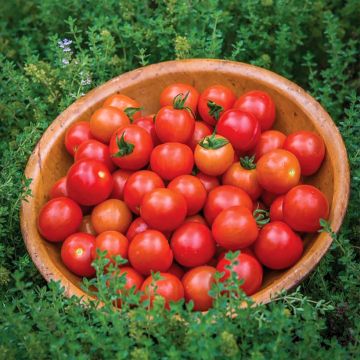 Tomate cerise Consuelo F1 - Graines