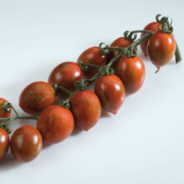 Tomate Cookie F1 mélange en plants - tomate-cerise rayée