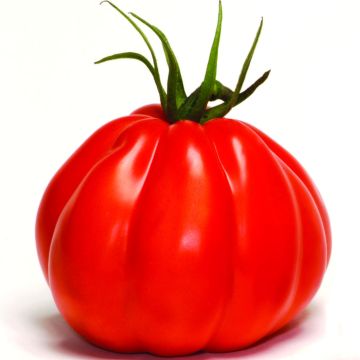 Tomate Corazon F1 en plants – Tomate cœur de bœuf hybride