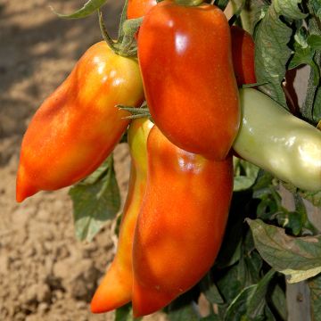 Tomate Cornabel F1 en plants - Tomate cornue des Andes hybride