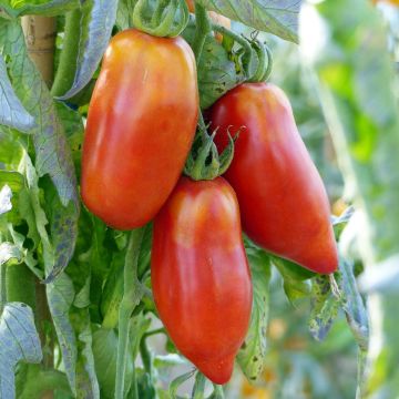 Tomate Cornue des Andes ou Andine Cornue en plants GREFFES