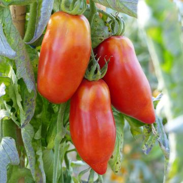 Tomate Cornue des Andes BIO en plants - Tomate ancienne