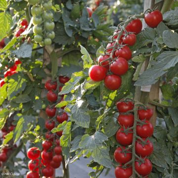 Tomate Crokini F1 en plants - Tomate-cerise