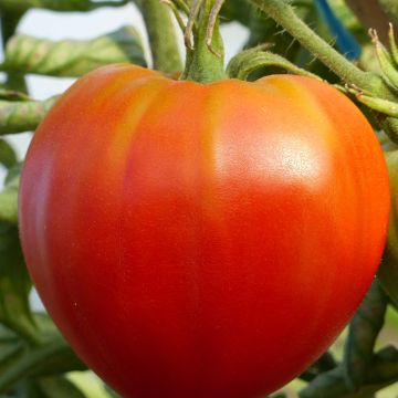 Tomate Cuor di Bue - Cœur de Bœuf Bio
