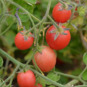 Tomate Ditmarscher Suspension Rose - Bio - Ferme de Sainte Marthe 