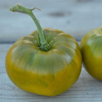 Tomate Emerald Evergreen Bio - Ferme de Sainte Marthe