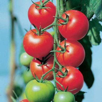 Tomate Fantasio F1 en plants