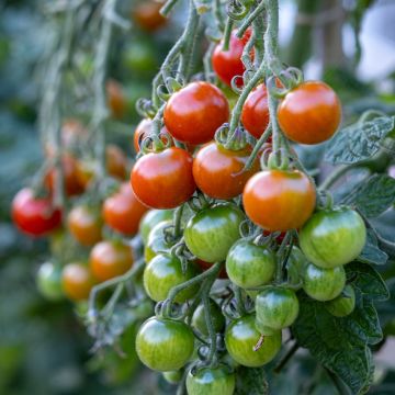 Tomate Gardeners Delight - Tomate-cerise