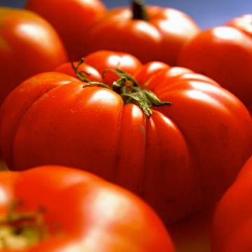 Tomate Gigantomo F1