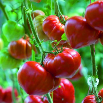 Tomate Gourmandia F1 en plants