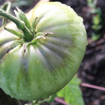 Tomate Green Pineapple Bio - Ananas verte - Ferme de Sainte Marthe
