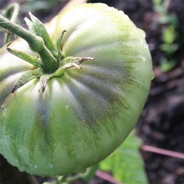 Tomate Green Pineapple Bio - Ferme de Sainte Marthe