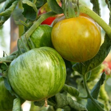 Mélange de graine de tomate cuor di bue bio et de basilic grand