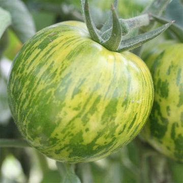 Tomate Green Zebra Bio - Ferme de Sainte Marthe