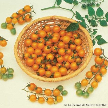 Tomate Groseille Jaune type Petit Moineau Bio - Ferme de Sainte Marthe 