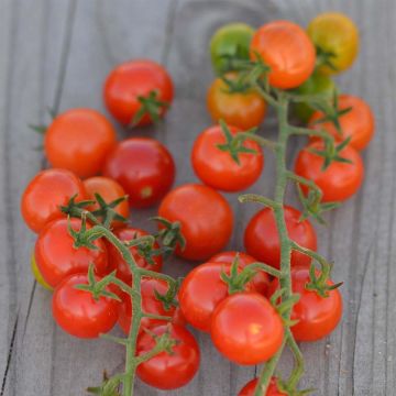Tomate Groseille Rouge type Petit Moineau Bio - Ferme de Sainte Marthe 