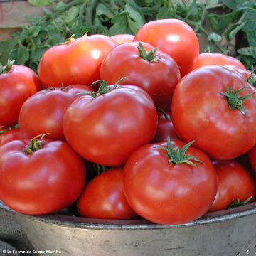 Tomate Legend Bio - Ferme de Sainte Marthe