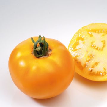 Tomate Lemon Boy F1 en plants - Tomate jaune
