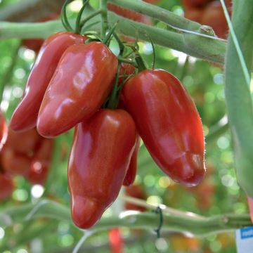 Tomate Licorna F1 en plant - Tomate allongée
