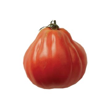 Tomate Liguria - Tomate Cœur de Bœuf