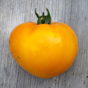Tomate Limmony Bio - Ferme de Sainte Marthe