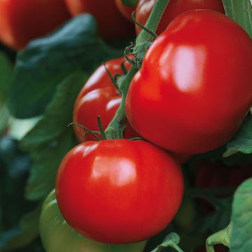 Tomate Maestria F1 Bio - Solanum lycopersicum 