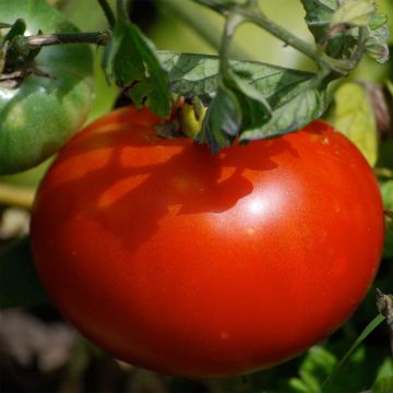 Tomate Merveille des Marchés Bio - Ferme de Sainte Marthe