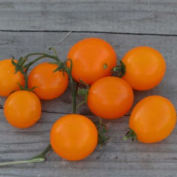Tomate Mini Orange Bio - Ferme de Sainte Marthe